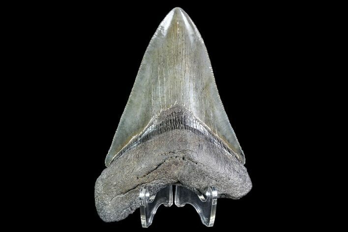 Serrated, Fossil Megalodon Tooth - Georgia #108855